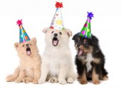 Les boutiques en ligne pour animaux Puppies Singing Happy Birthday Song