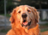 La responsabilité civile ne suffit pas, pensez à la mutuelle santé pour votre animal chien