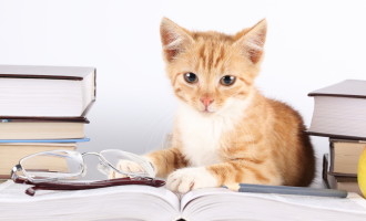Parce que votre animal de compagnie vaut tout l’argent du monde Parce que votre animal de compagnie vaut tout l’argent du monde
