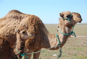chameaux-maroc
