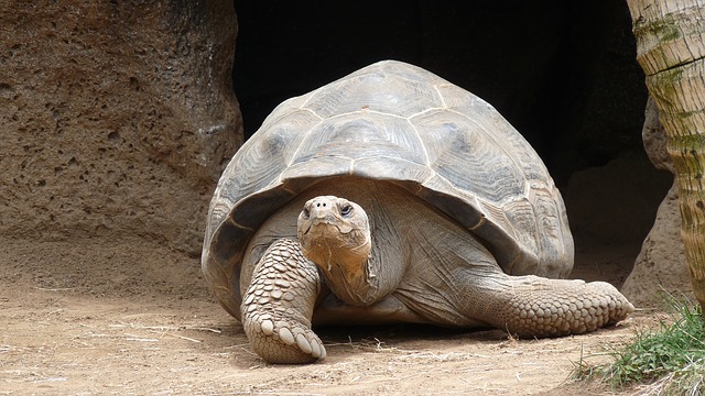 tortue-marine-géante