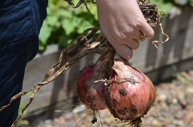 onions-du-potager