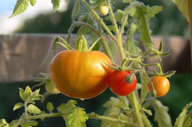 tomate-du-potager