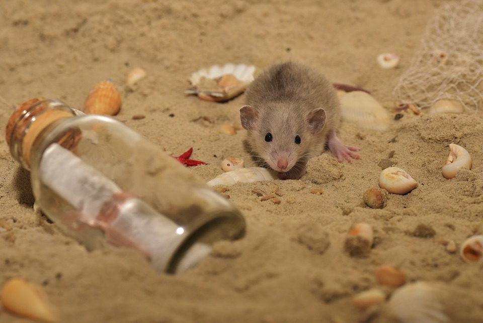 rat