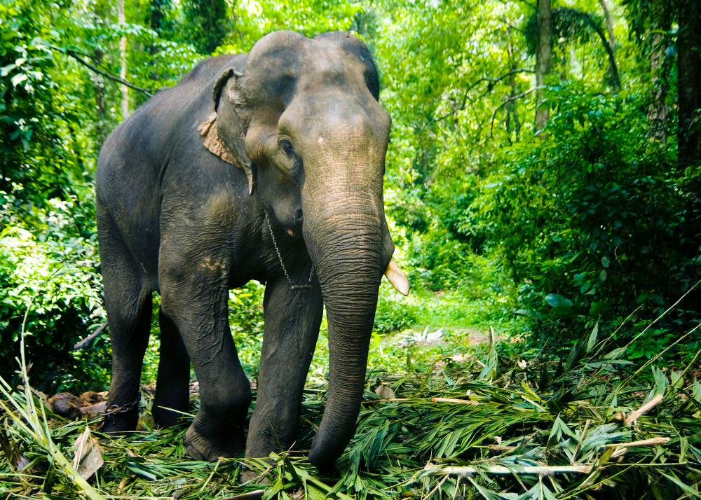 Ce que vous devez savoir sur les éléphants