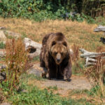 Le lion d’Afrique, un mammifère carnivore majestueux